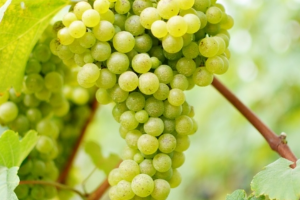 世界十大酿酒白葡​萄品种排行榜