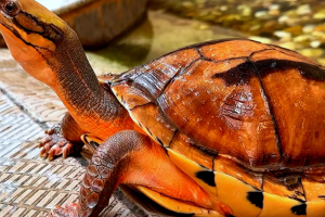 世界十大最漂亮乌​龟排行榜