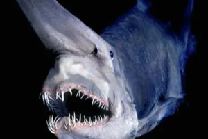 十大怪异鲨鱼排行榜