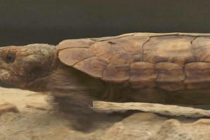 世界十大外形最奇特的乌​龟排行榜