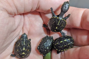 世界上十大最小的乌龟排行榜