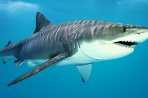 世界十大食人鲨排行榜